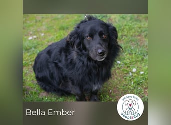 Bella Ember sucht ein Zuhause