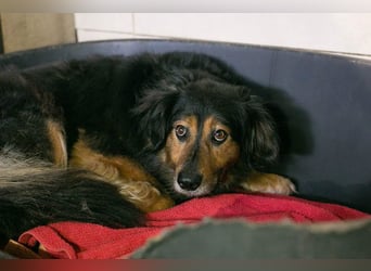 Lennox: treuer Begleiter sucht Familie