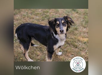 Wölkchen sucht ein Zuhause