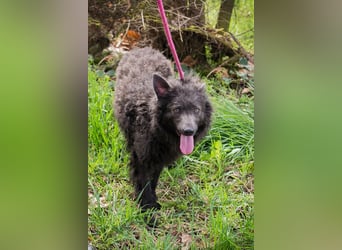 Priska: Für Menschen mit Herz und Hundeverstand