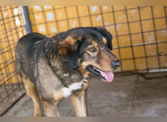 Joschi: Vertrauen durch Geduld