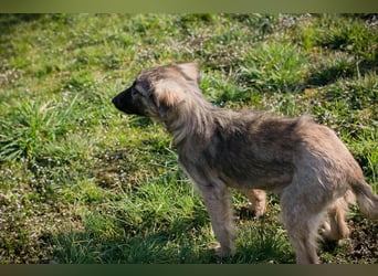 Chip 269459 sucht ein Zuhause