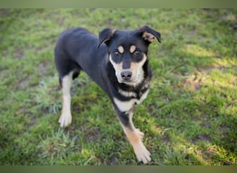 Chip 271760 sucht ein Zuhause