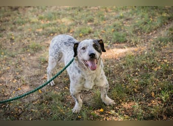 Chip 263693 sucht ein Zuhause