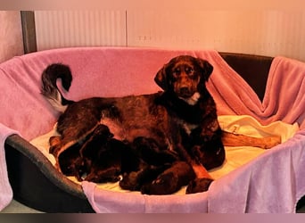 Ida sucht ein Zuhause