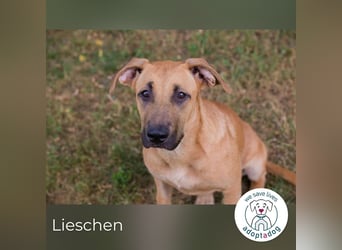 Lieschen sucht ein Zuhause