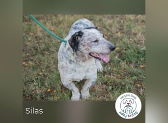 Silas 263693 sucht ein zu Hause