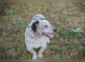 Chip 263693 sucht ein Zuhause