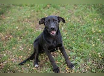 Chip 281335 sucht ein zu Hause