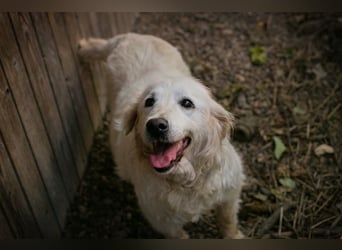 Freundliche Seniorin sucht ein Zuhause