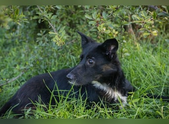 Rosie: sucht ein Zuhause
