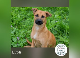 Evoli sucht ein Zuhause