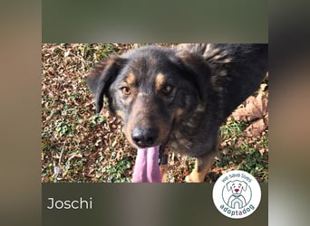 Joschi: Vertrauen durch Geduld
