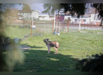 Chip 269459 sucht ein Zuhause