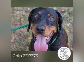 Chip 2217375 sucht ein Zuhause