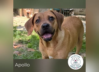 Apollo 244315 sucht ein zu Hause