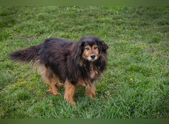 Lennox: treuer Begleiter sucht Familie