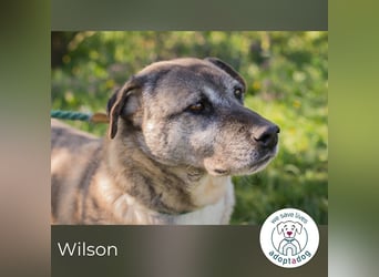 Wilson 203705 sucht ein zu Hause