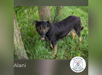 Alani: Sucht ein liebevolles Zuhause