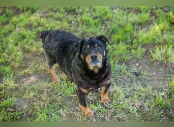 Bronco sucht ein Zuhause