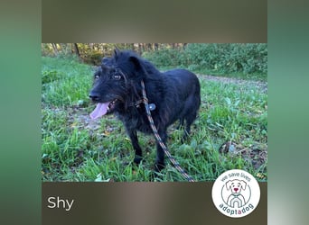 Shy Shany 64572 sucht ein zu Hause