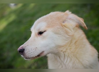 Viola sucht ein Zuhause