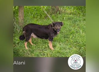 Alani: Sucht ein liebevolles Zuhause
