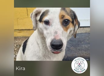 Kira sucht ein Zuhause