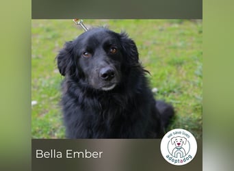 Bella Ember sucht ein Zuhause
