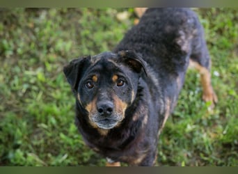 Bronco sucht ein Zuhause