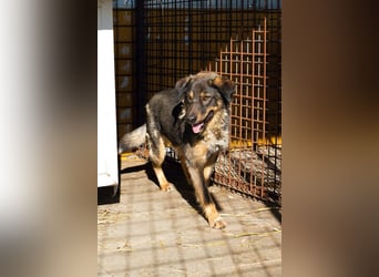 Joschi: Vertrauen durch Geduld