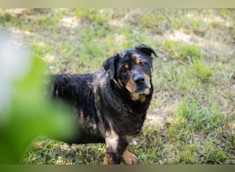 Bronco sucht ein Zuhause