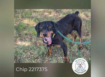 Chip 2217375 sucht ein Zuhause