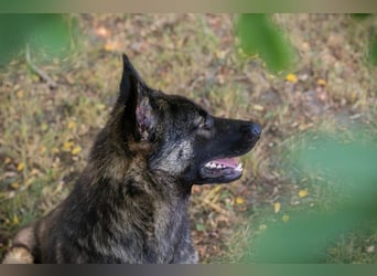 Chip 263755 sucht ein Zuhause