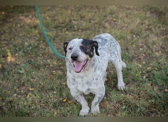 Chip 263693 sucht ein Zuhause