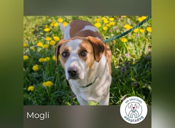 Mogli sucht ein Zuhause