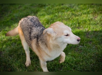 Viola sucht ein Zuhause