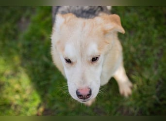 Viola sucht ein Zuhause