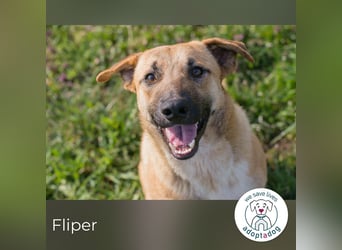 Fliper sucht ein Zuhause