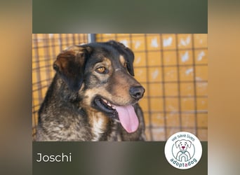 Joschi: Vertrauen durch Geduld