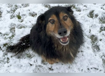 Lennox: treuer Begleiter sucht Familie