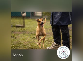 Maro: Energiebündel mit Herz