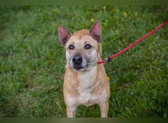 Chip 255040 sucht ein Zuhause