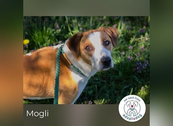 Mogli sucht ein Zuhause