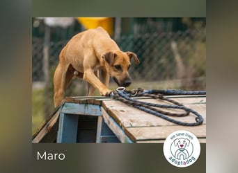 Maro: Energiebündel mit Herz