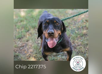Chip 2217375 sucht ein Zuhause