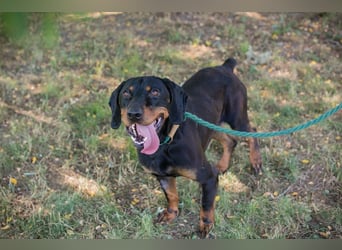 Chip 2217375 sucht ein Zuhause