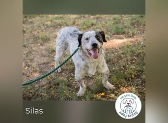Silas 263693 sucht ein zu Hause