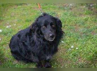 Bella Ember sucht ein Zuhause