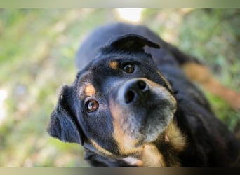 Bronco sucht ein Zuhause
